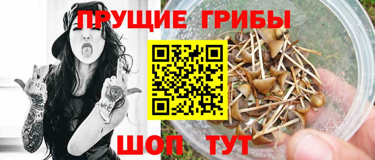 Галлюциногенные грибы ЛСД  Галлюциногенные грибы GOLDEN TEACHER  Вход с VPN  Советск 